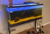 55 gal Fish Tank with Stand