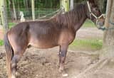 Appaloosa Stud pony 7yr stands 45