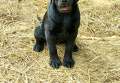 AKC Black Lab Puppy!