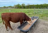 Polled Hereford Bulls