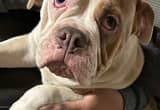 Olde English Bulldogge