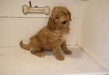 F1BB Goldendoodle $400 Picked Up