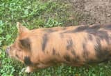 Kune Kune Gilt (female) and Barrows