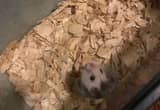 male hamster