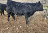 Registered Angus Bulls