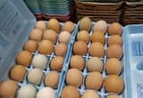 Fresh eggs