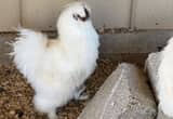 White Silkie Bantam Roosters $15 each