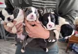 akc boston puppies