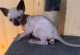 Sphynx kittens (hairless)