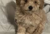 toy poodle puppies