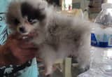 Very small Merle Parti Pomeranian pup