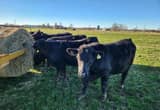 Heifers For Sale