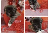 Shih Poo kie puppies SOLD