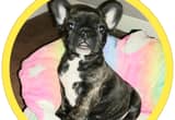 akc brindle frenchie