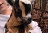 Stolen Goats
