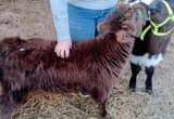 Miniature Highpark Bottle Bull Calves