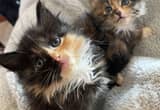 2 Tortie long haired kittens