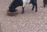 Baby pygmy goats