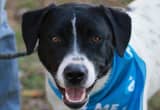 Border Collie mix Samuel is a star!