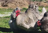 lavender orpington english rooster