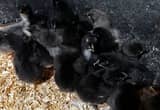 Black Copper Marans
