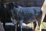 5 year brahman cow