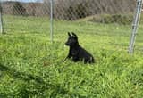 German Shepherd Puppies