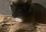 akc female french bulldog