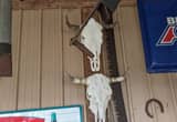 Cow Head Mount