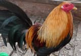 Gamefowl Rooster