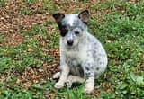 blue heeler puppy