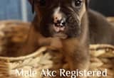 Akc boxer babies