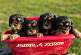 Cavalier King Charles Puppies