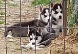 pure breed siberian-husky puppies
