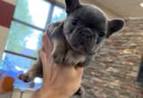 Mini Frenchies for sale