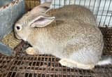 Flemish Giant Rabbits