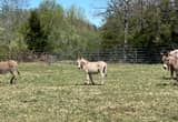 yearling standard jenny