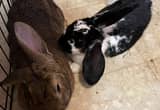 pet rabbit pair