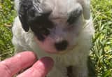 Beautiful Healthy Male Toy Poodle Puppy