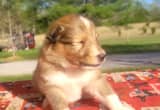 Rough Collie Puppy