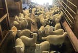 Sheep/ Lambs