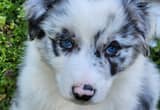 Purebred Australian Shepherd Puppies AKC