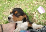 Tiny pocket beagle pup