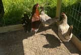 blue grey gamefowl hens