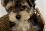 Morkie puppies