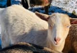 ADGA Nigerian Dwarf Goat-Doe