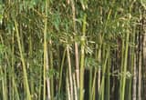 Bamboo Both Live Sprouts or Dry poles