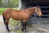 Bay Qh Mare *kids horse*