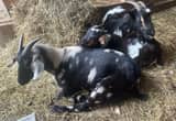 3 Fainting goat females