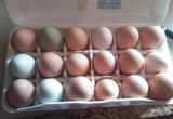 6 dozen free range farm eggs 20.00